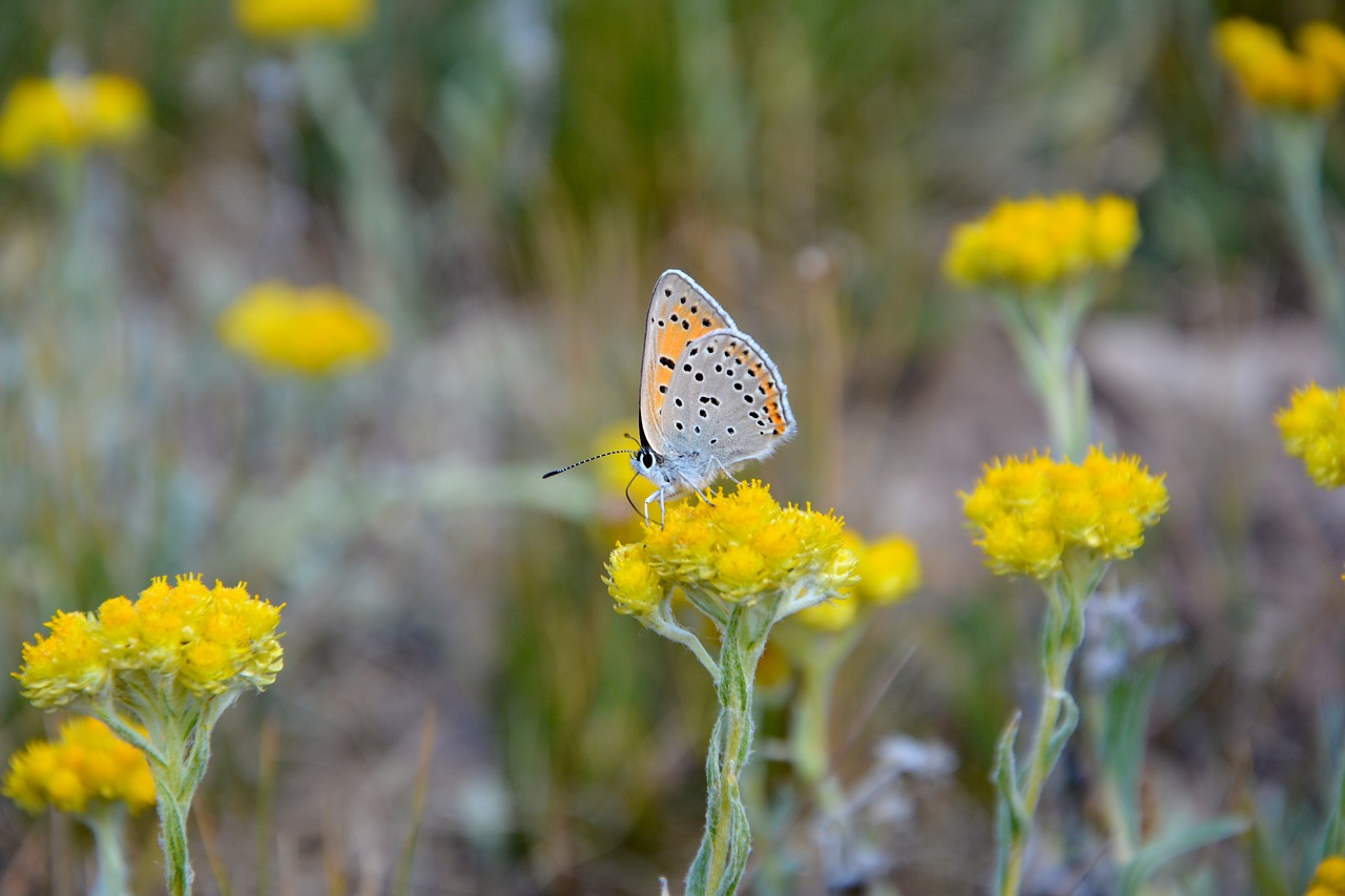 flower nature butterfly free photo