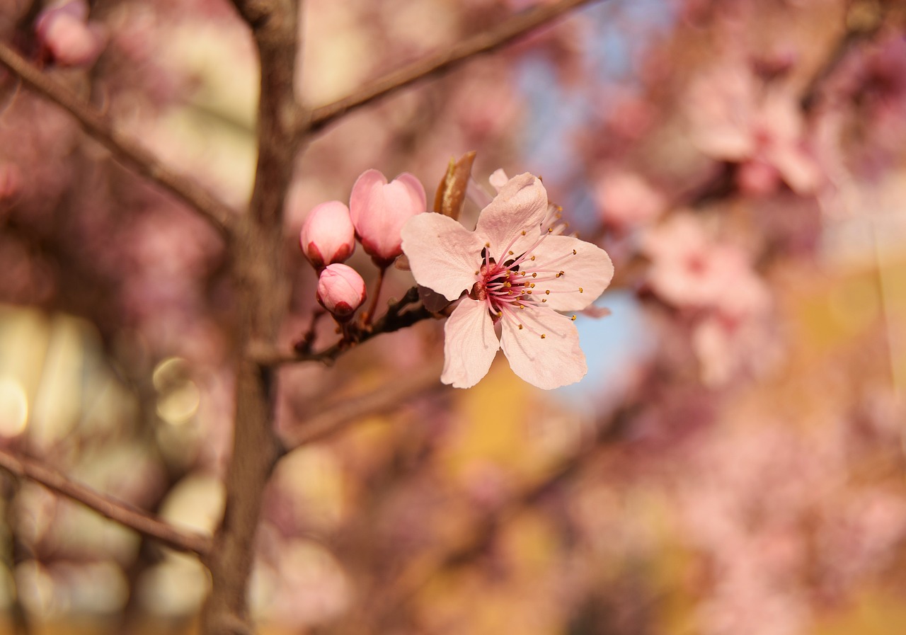 flower spring pink free photo