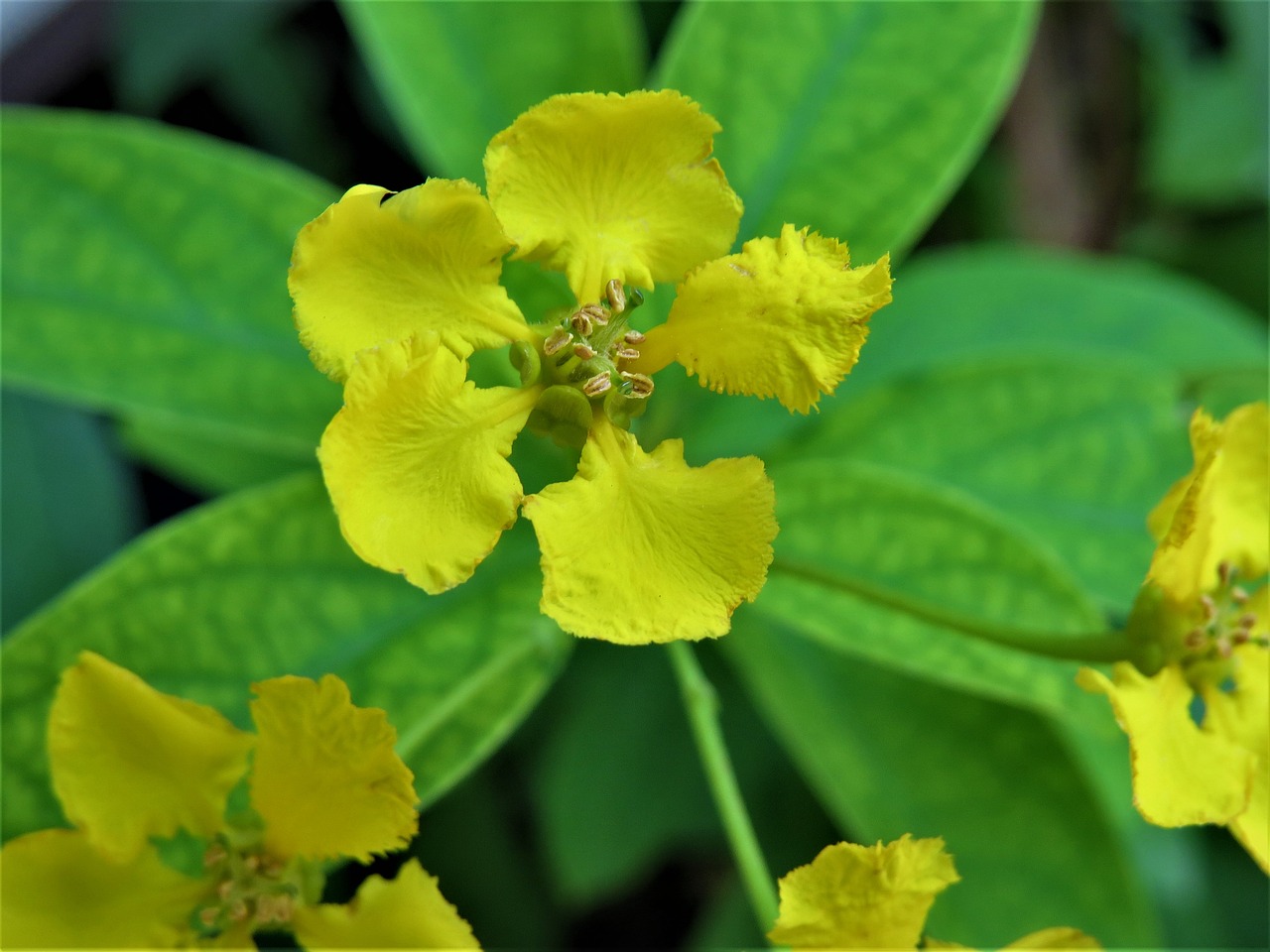 flower yellow green free photo