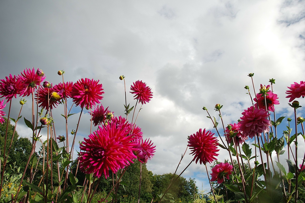 flower nature macro free photo