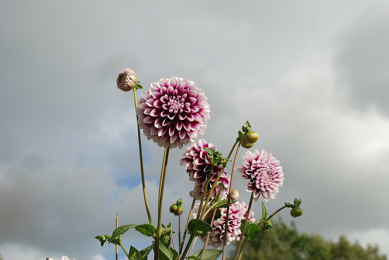 flower nature macro free photo