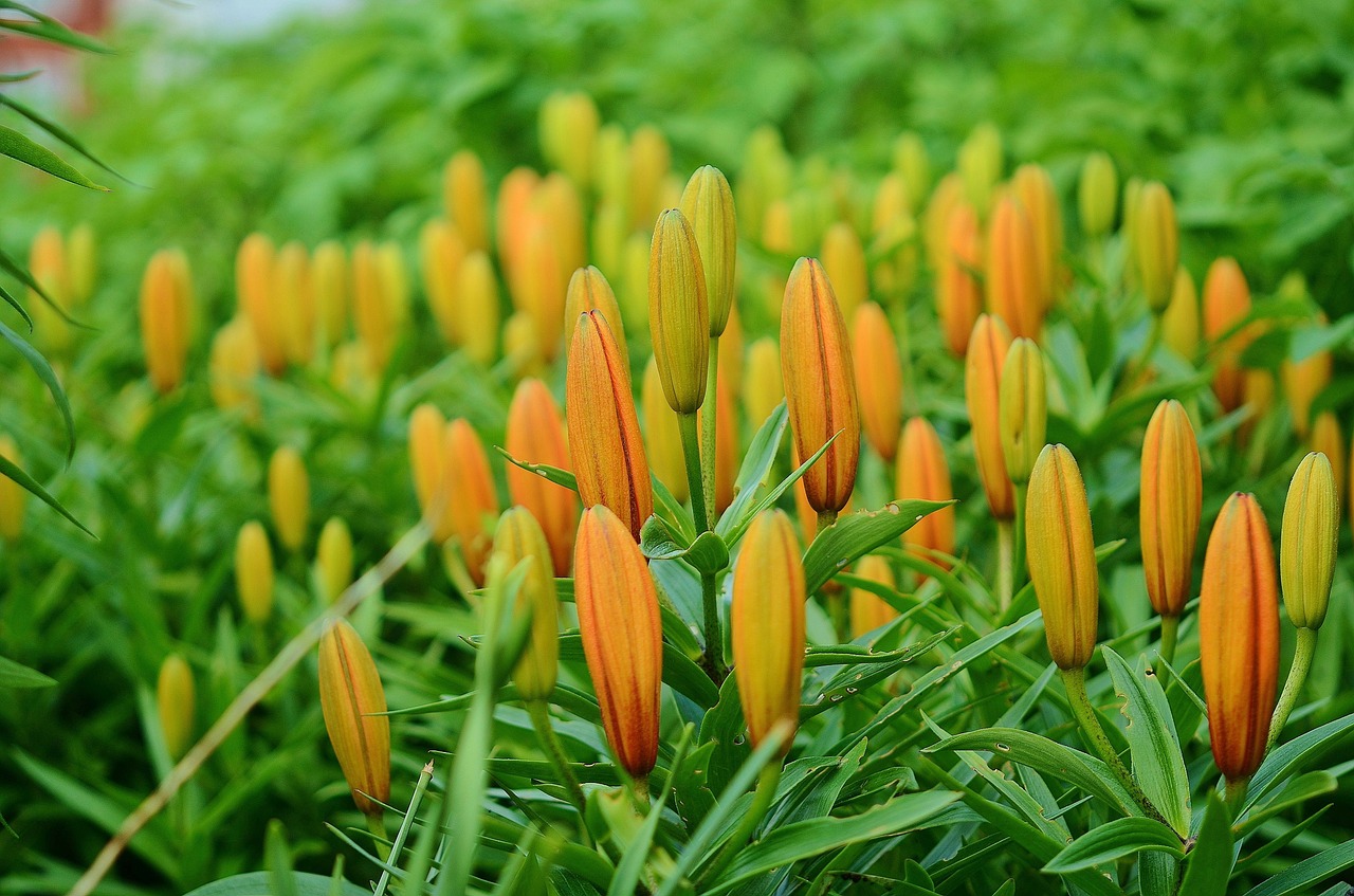 flower nature macro free photo