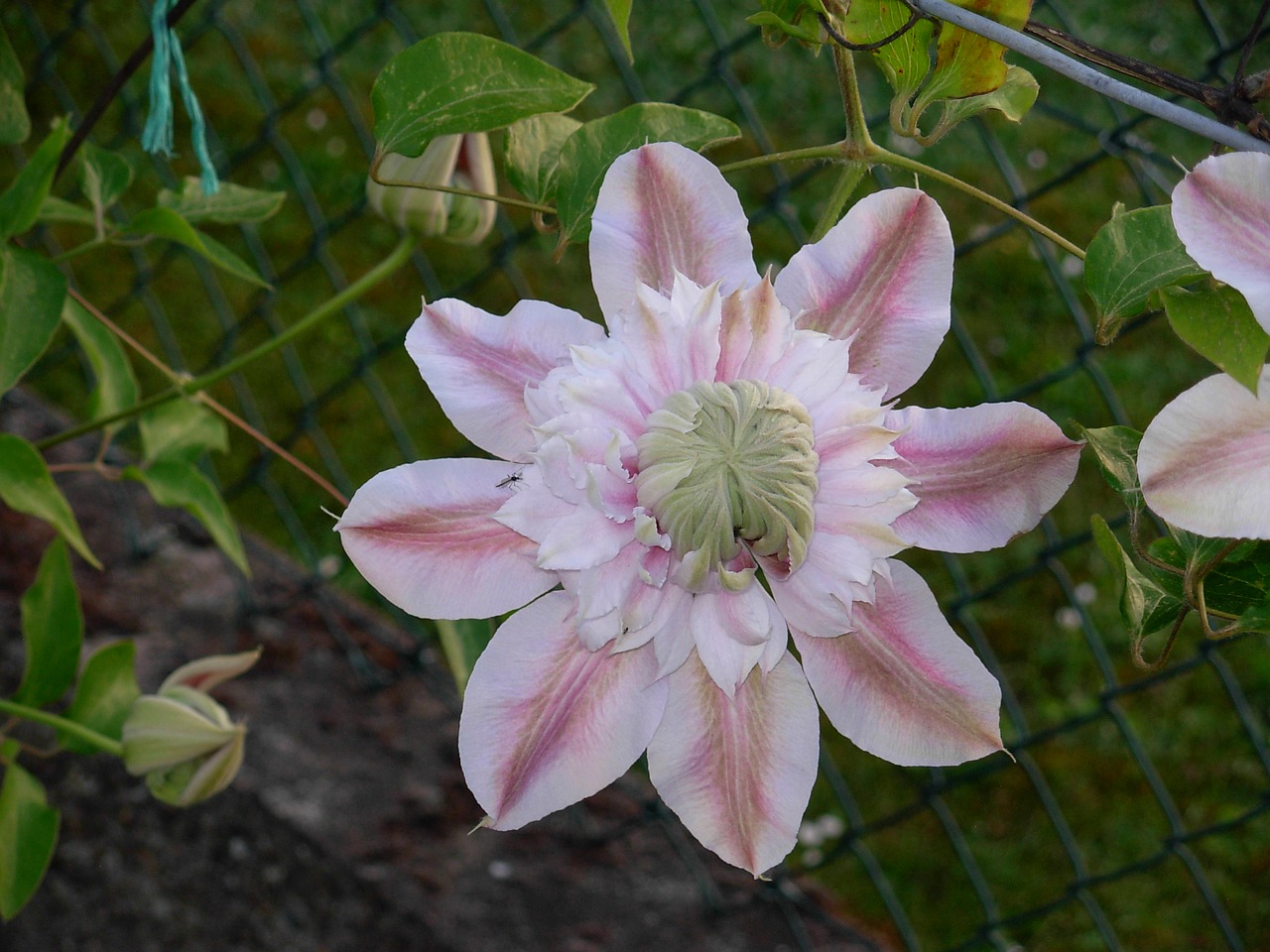 flower clematis renonculacée free photo