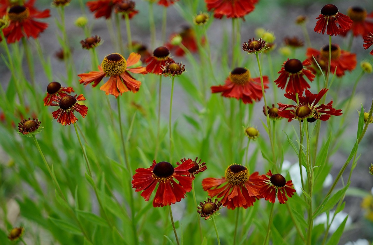 flower nature macro free photo