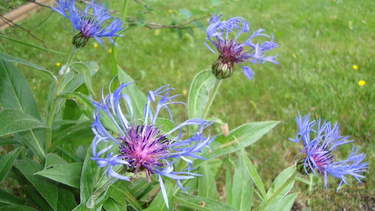 flower blue garden free photo