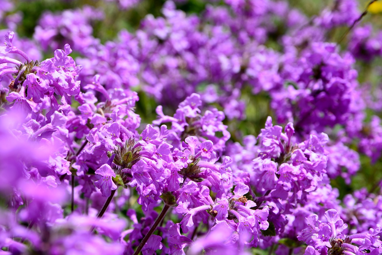 flower nature macro free photo