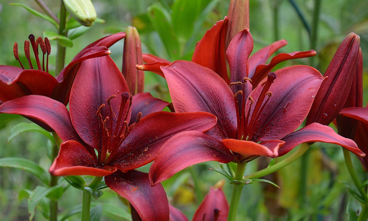 flower nature macro free photo