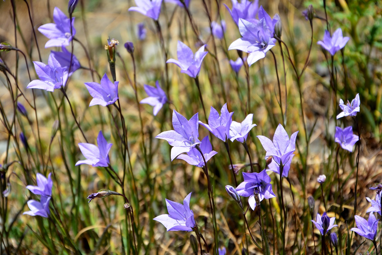 flower nature macro free photo