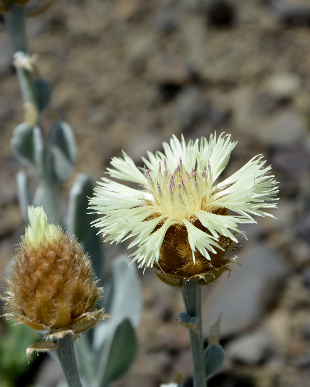 flower nature macro free photo