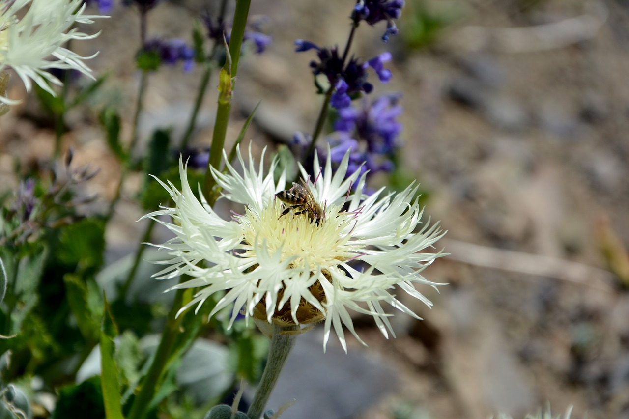 flower nature macro free photo