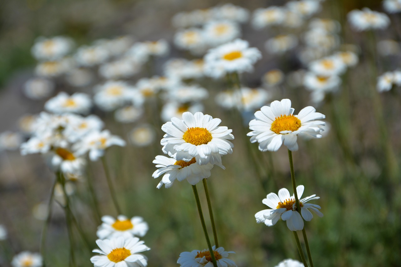 flower nature macro free photo