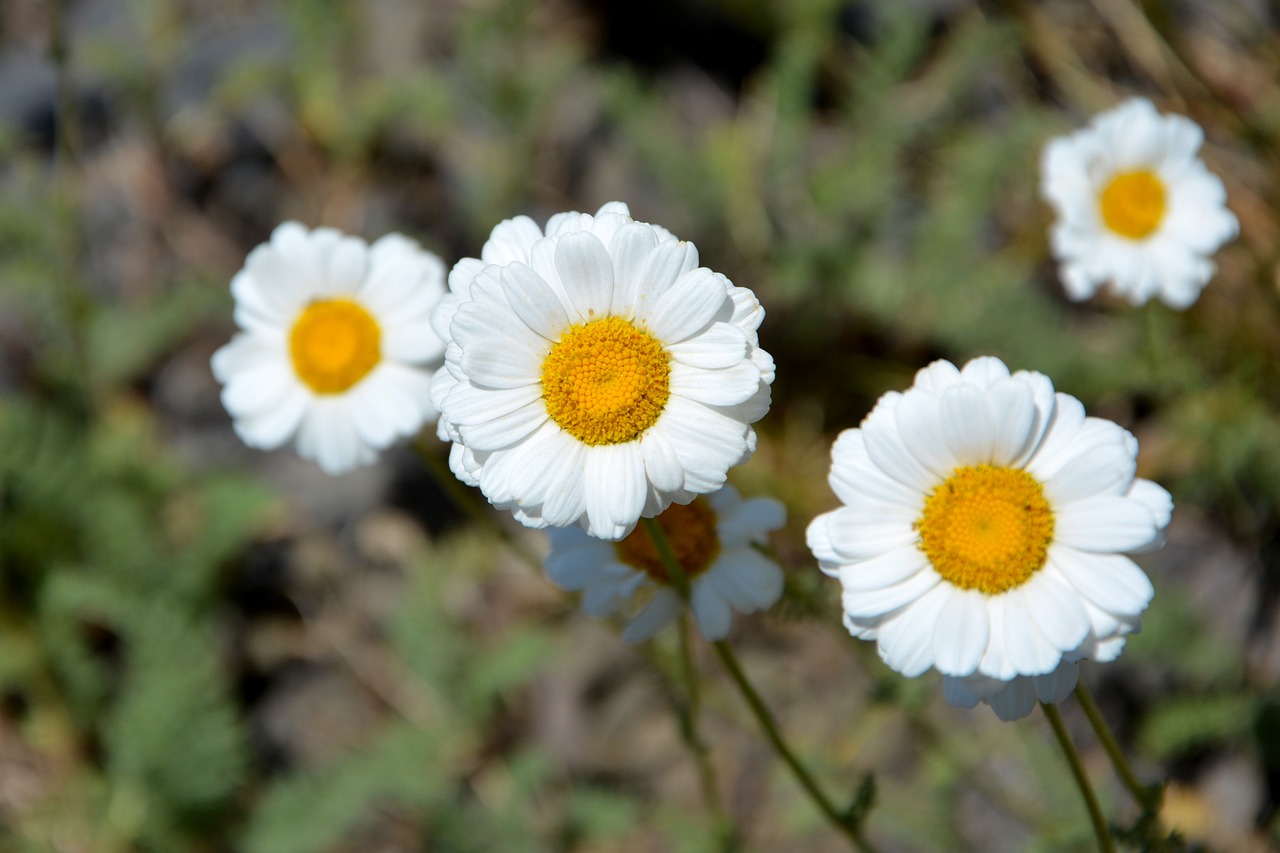 flower nature macro free photo