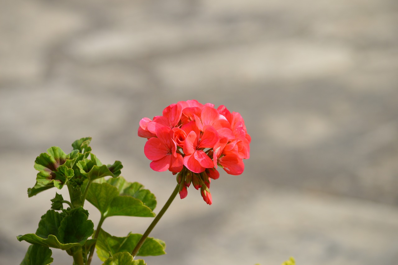 flower field flowers free photo