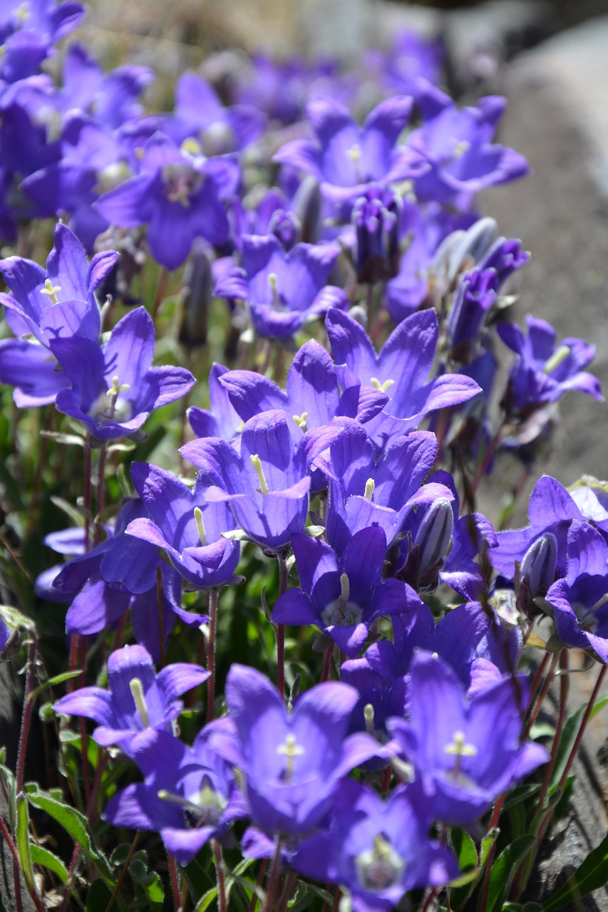 flower nature macro free photo