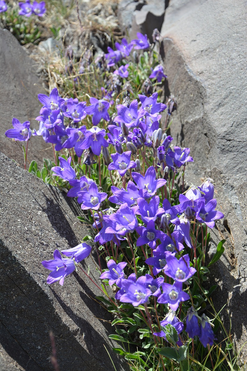 flower nature macro free photo