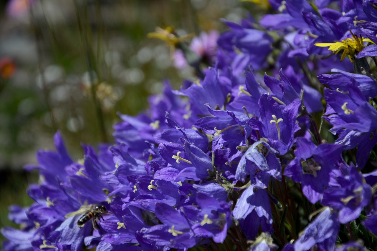 flower nature macro free photo