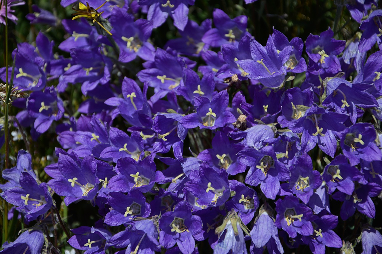 flower nature macro free photo