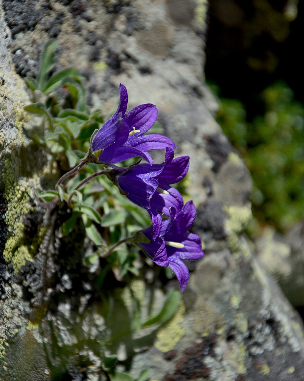 flower nature macro free photo