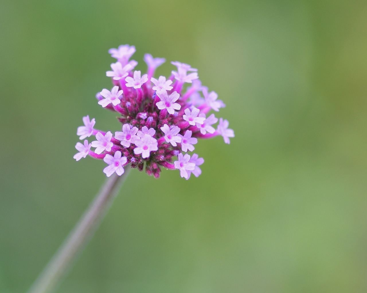 flower pink cluster free photo