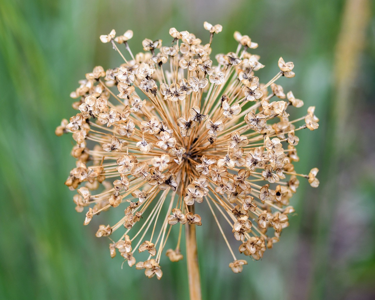 flower faded ball free photo