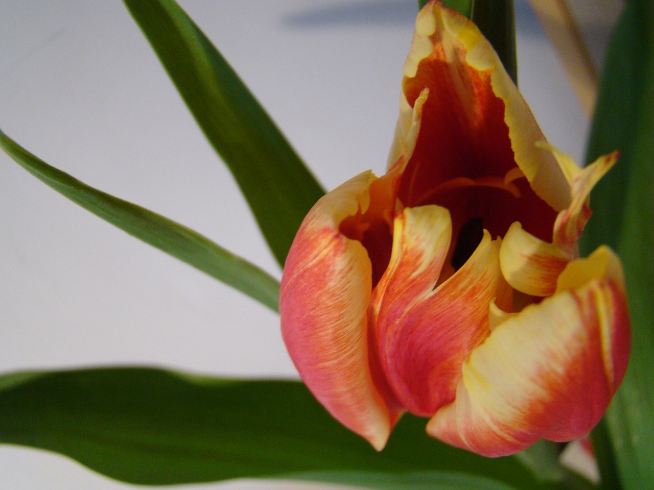 flower tulip spring free photo