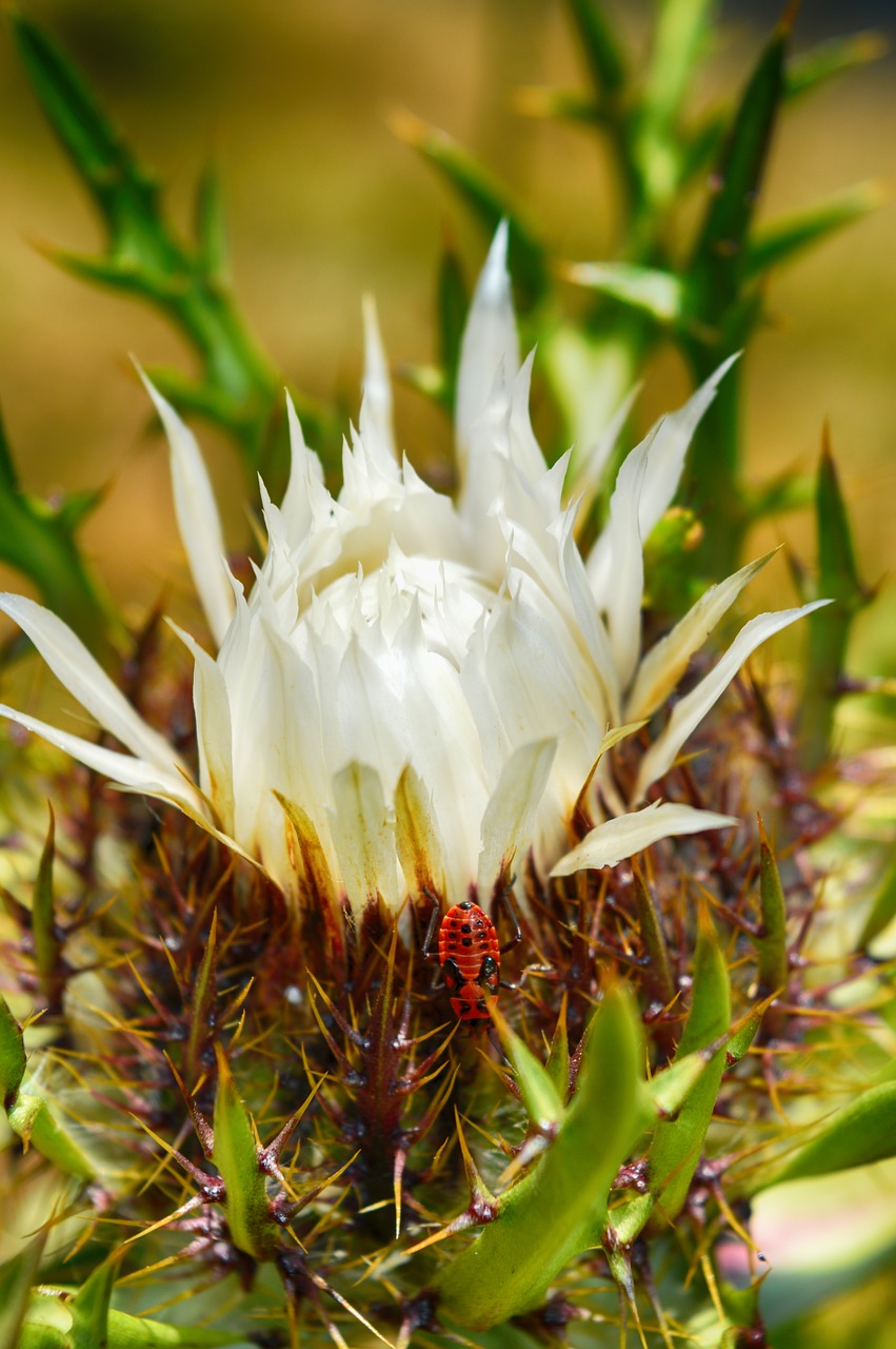 flower insect mountain free photo