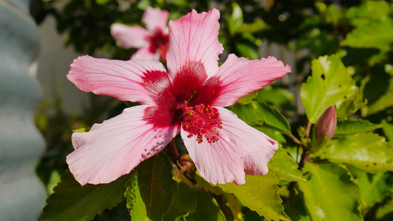 flower pink plant free photo