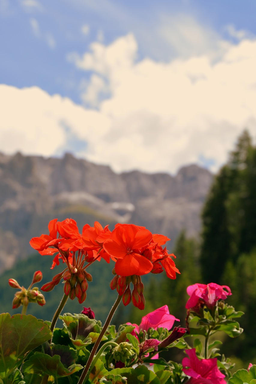 flower red dolomites free photo