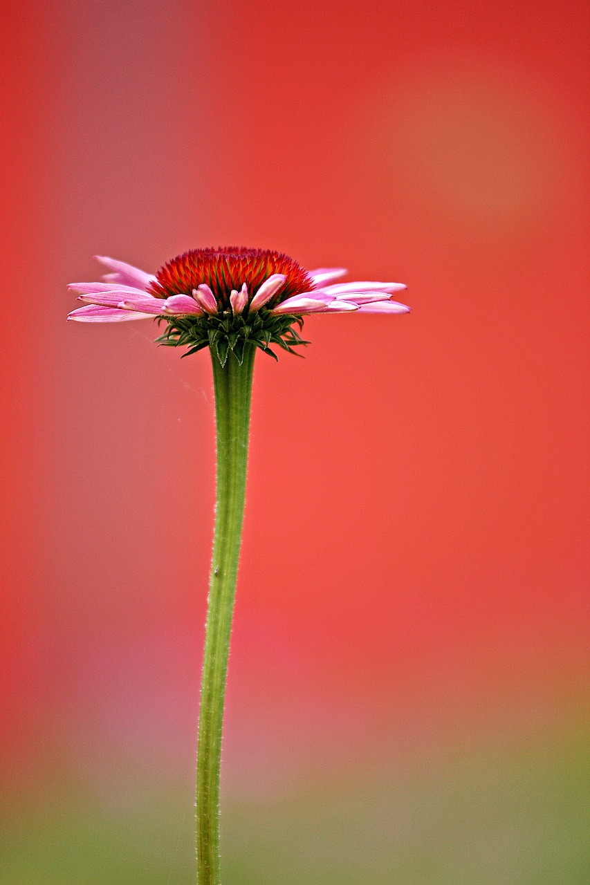 flower garden gracefully free photo