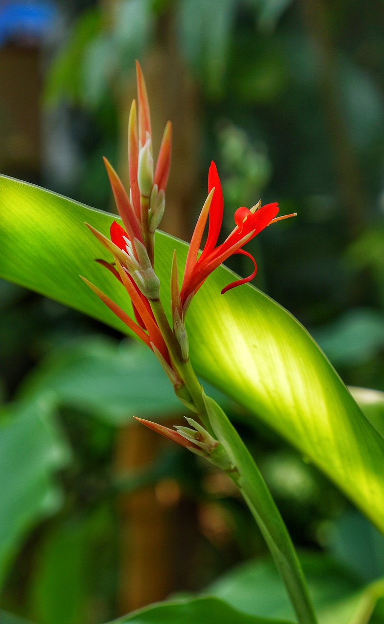 flower plant botanical free photo