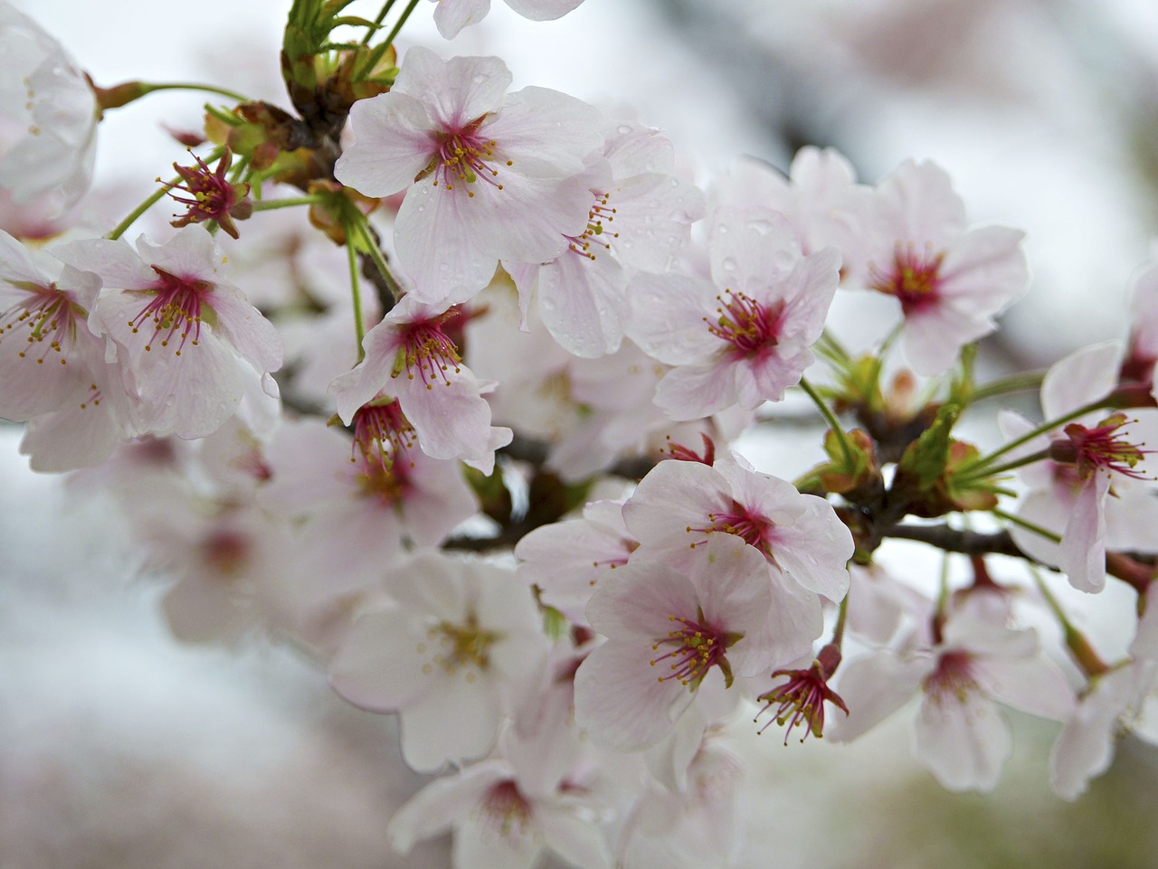 flower white petal free photo