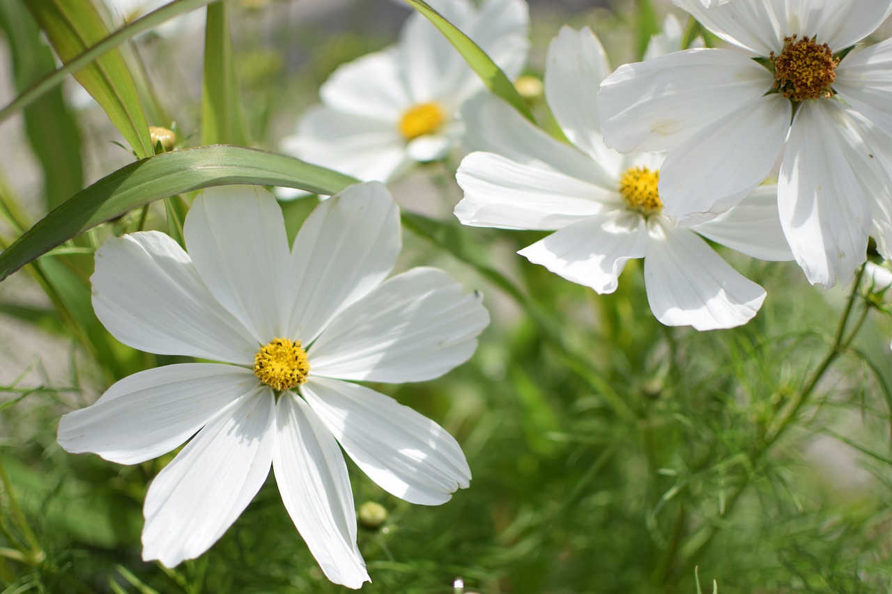 flower white flower summer free photo