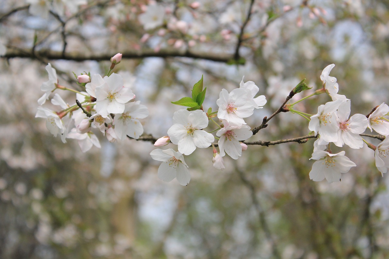 flower bloom blossom free photo