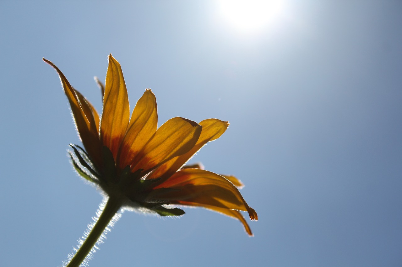 flower rudbeckia beautiful flower free photo