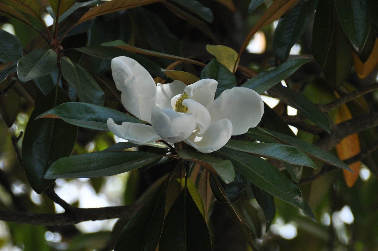 flower tree nature free photo