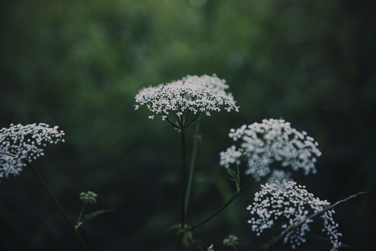 flower white petal free photo