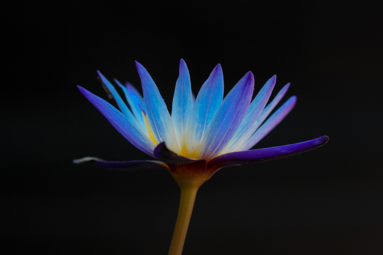 flower blue petal free photo