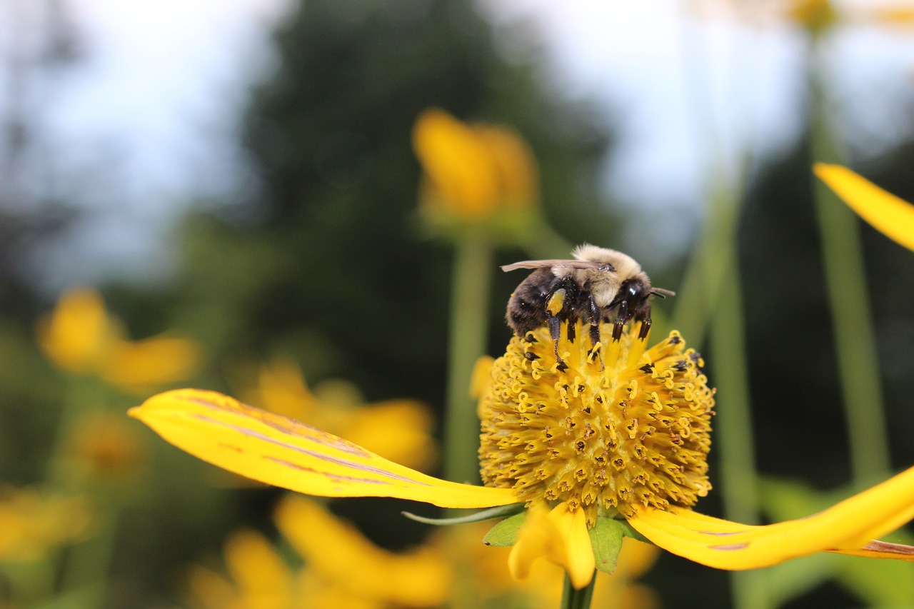 flower bee insect free photo