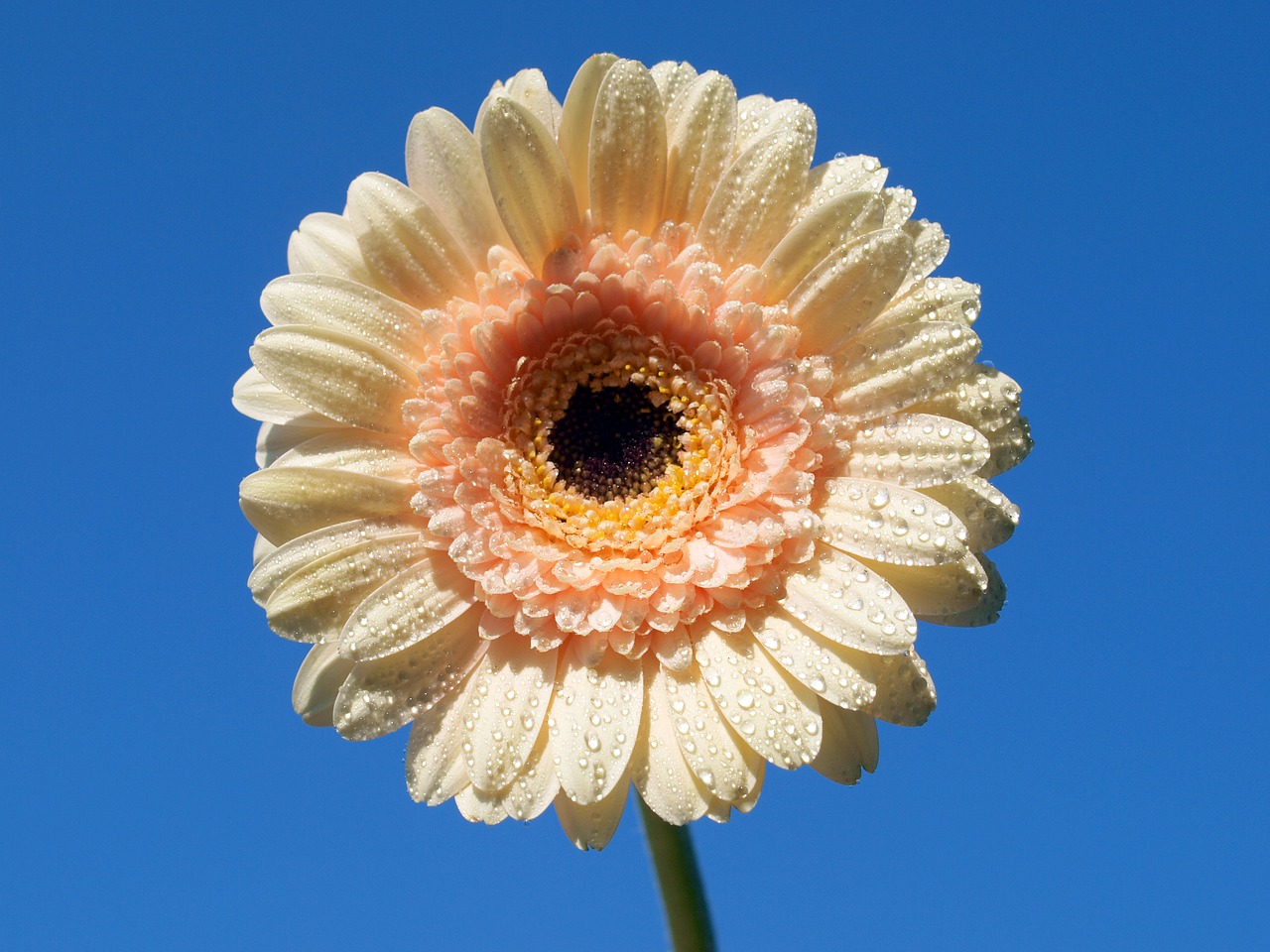 flower pink bloom free photo