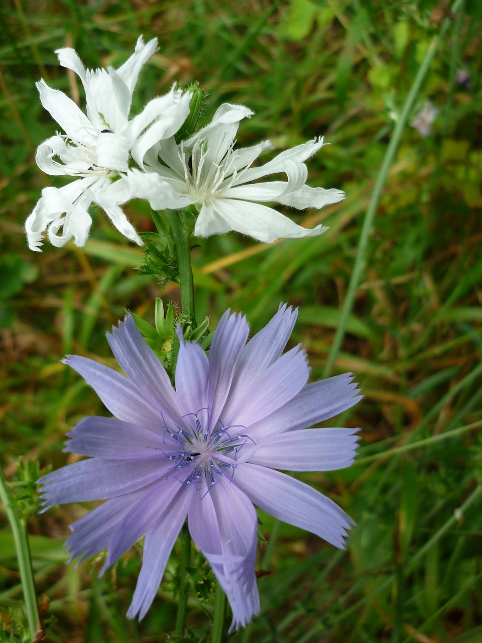 flower chicory albino free photo