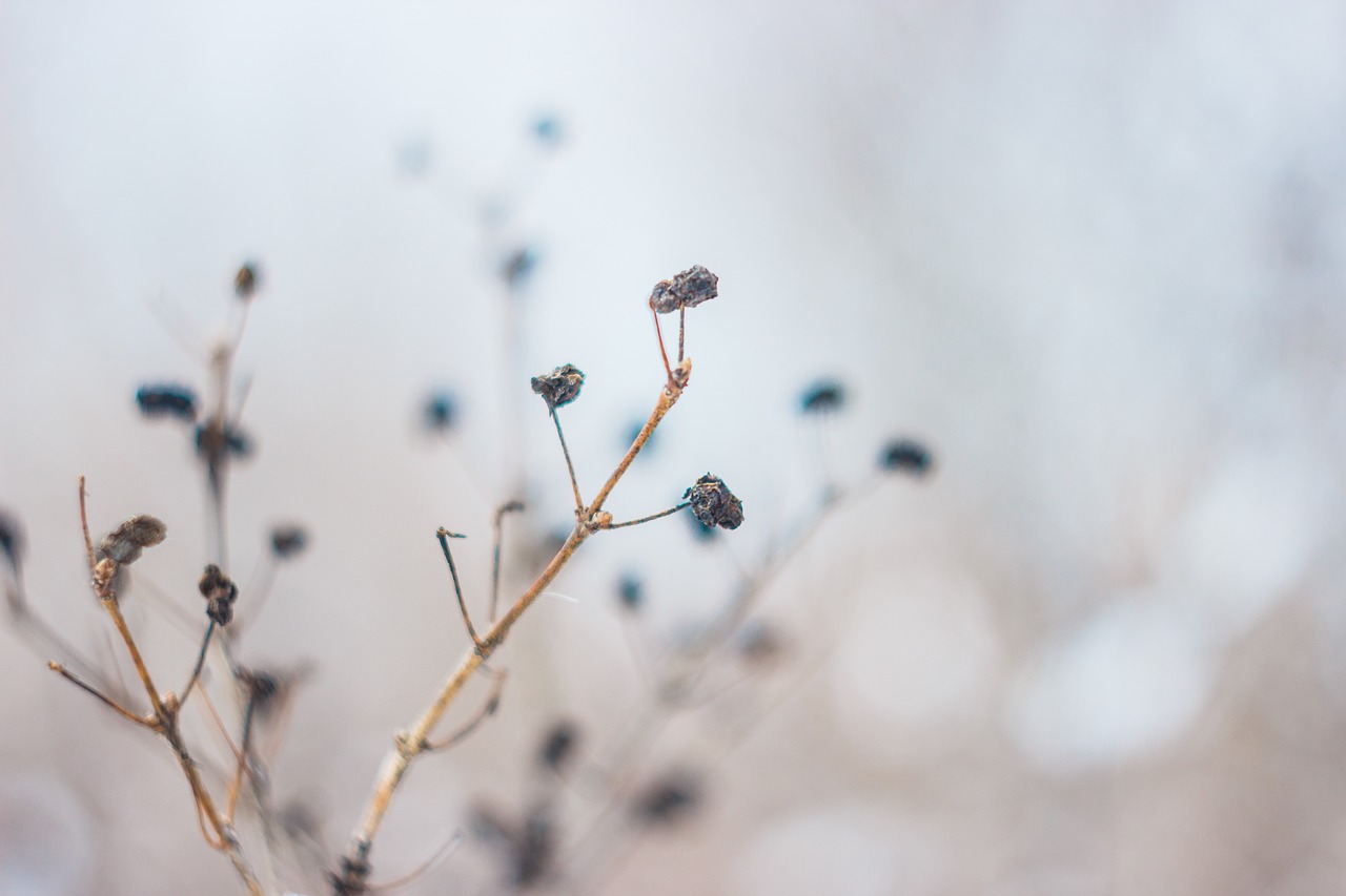 flower dried leaves free photo