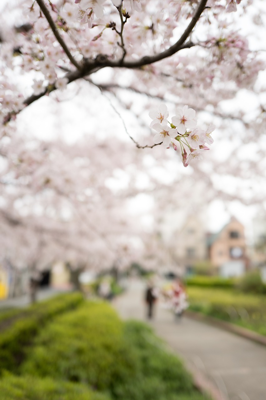 flower white petal free photo