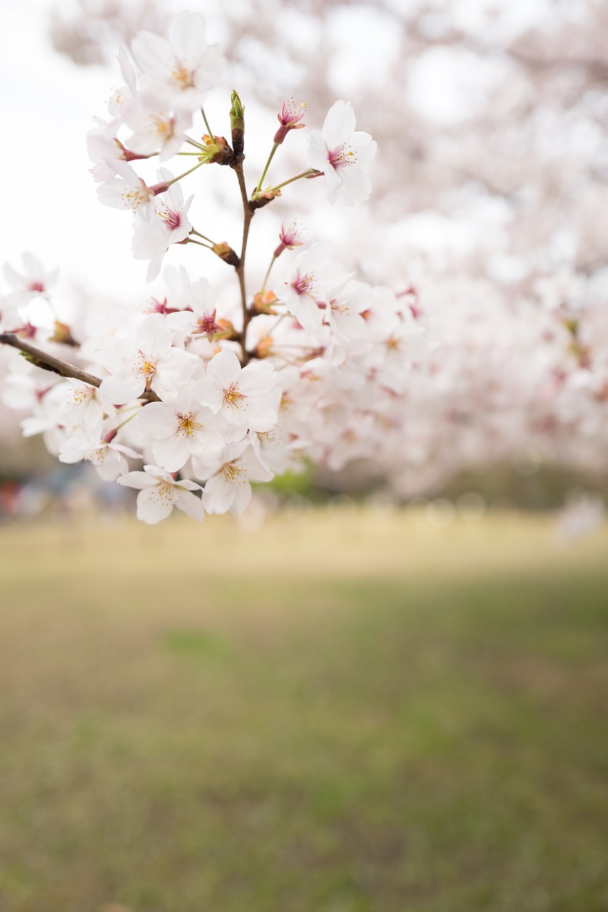 flower white petal free photo