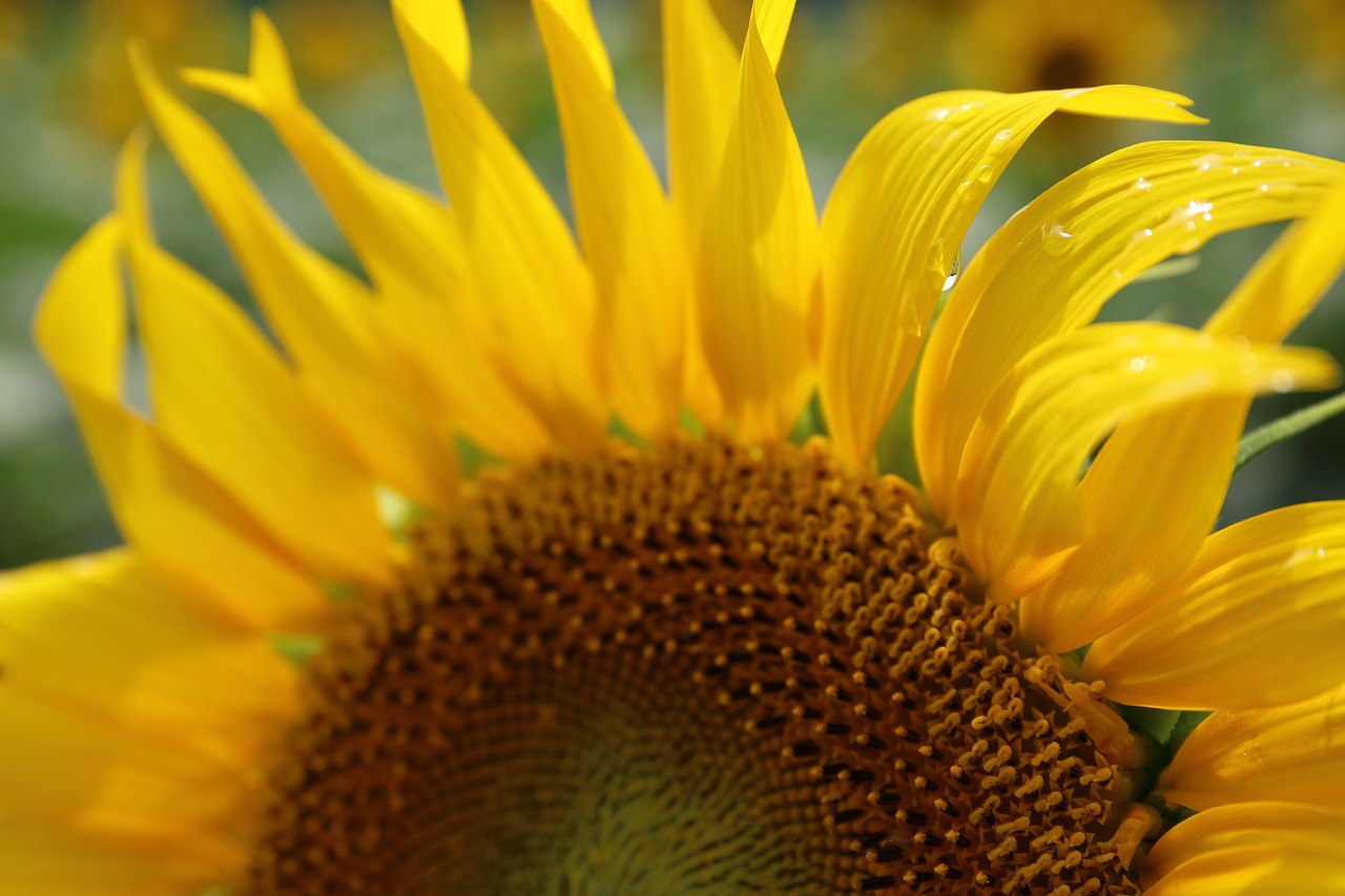 flower yellow petal free photo