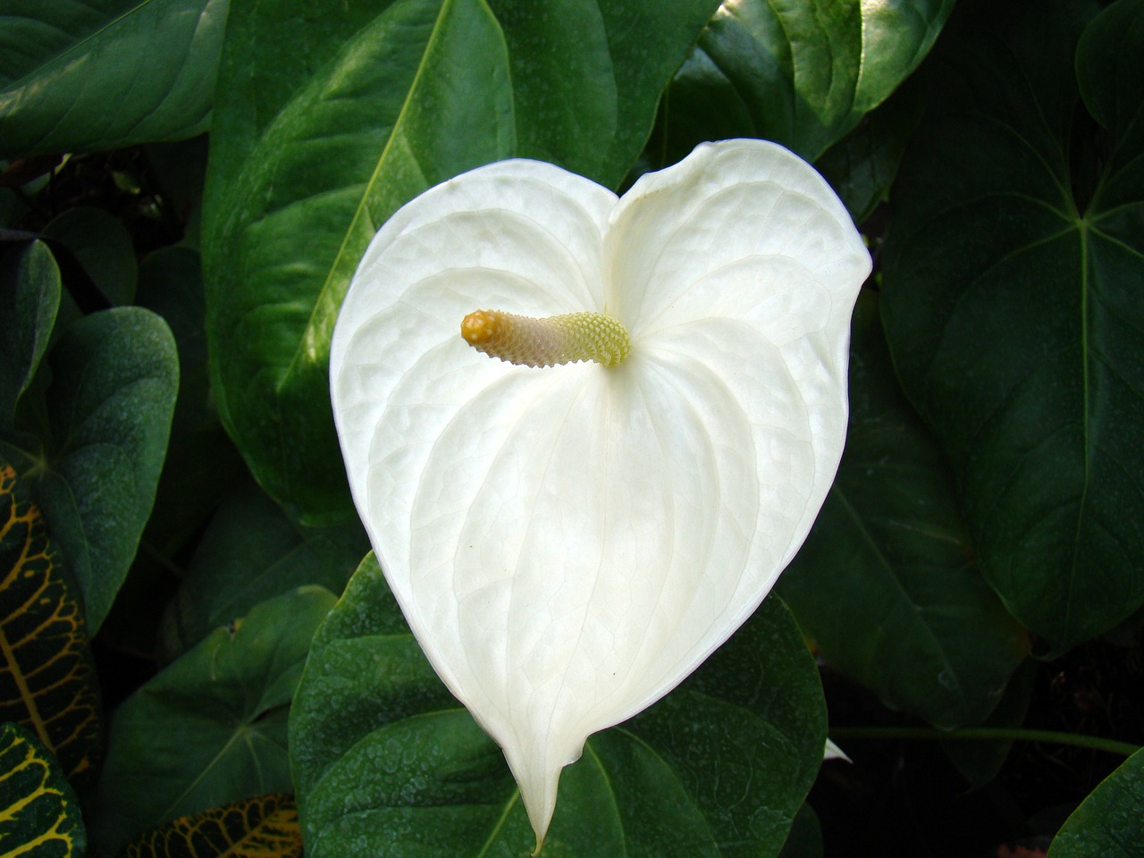 flower white flower exotic flower free photo