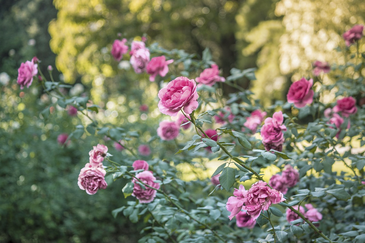 flower pink petal free photo