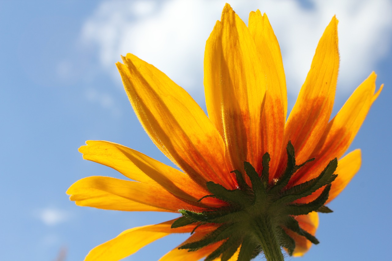 flower rudbeckia flowers free photo