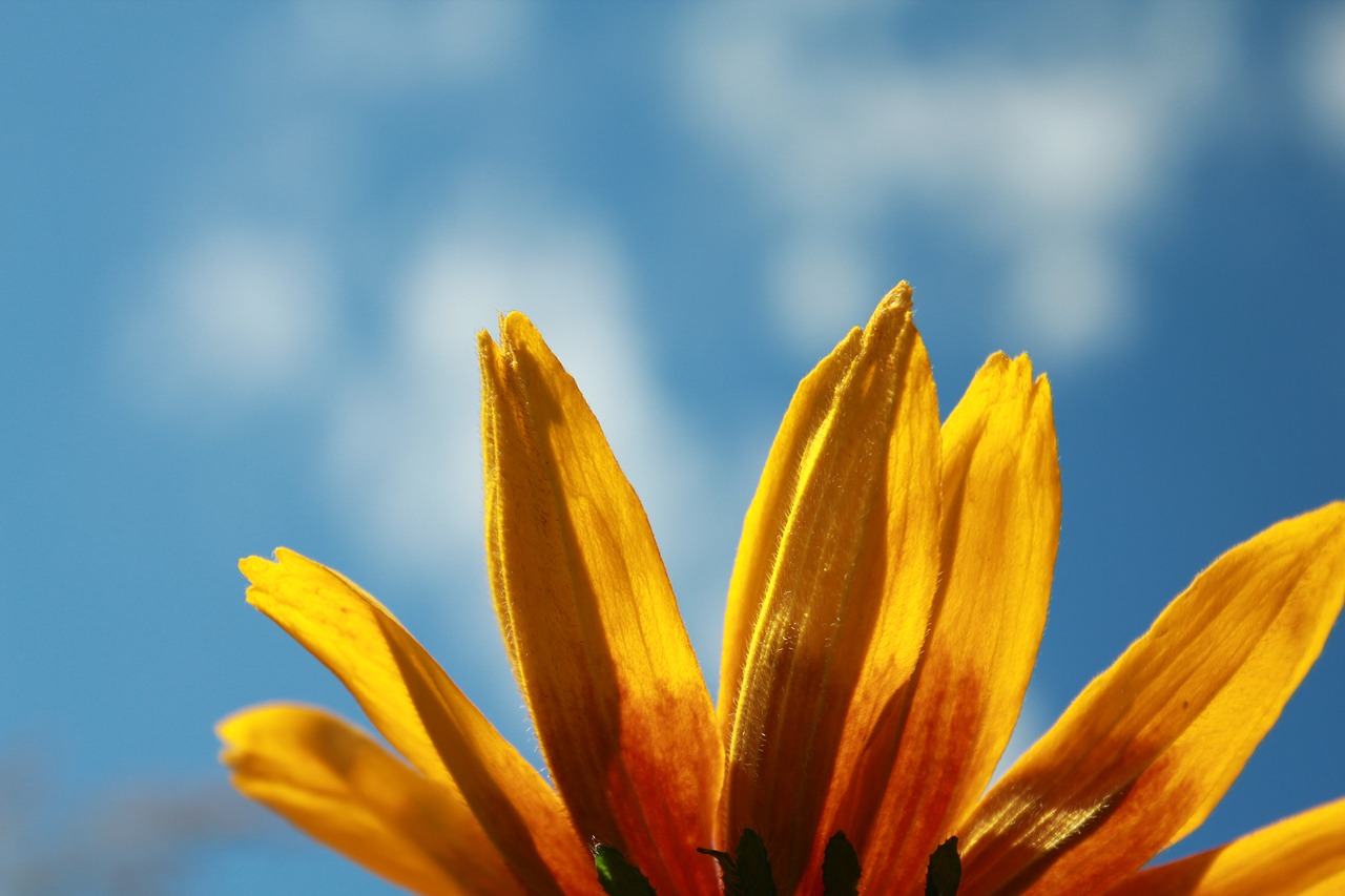 flower rudbeckia flowers free photo