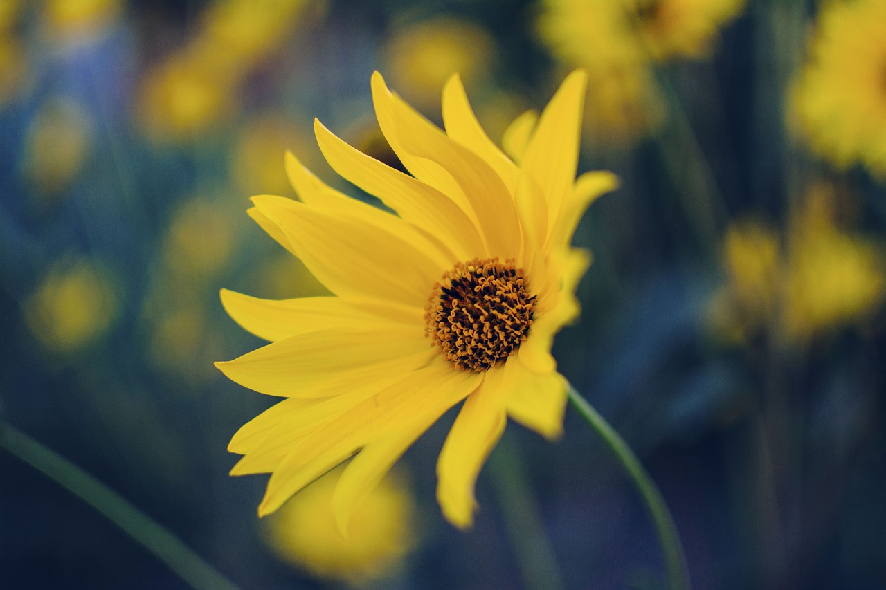 flower yellow petal free photo