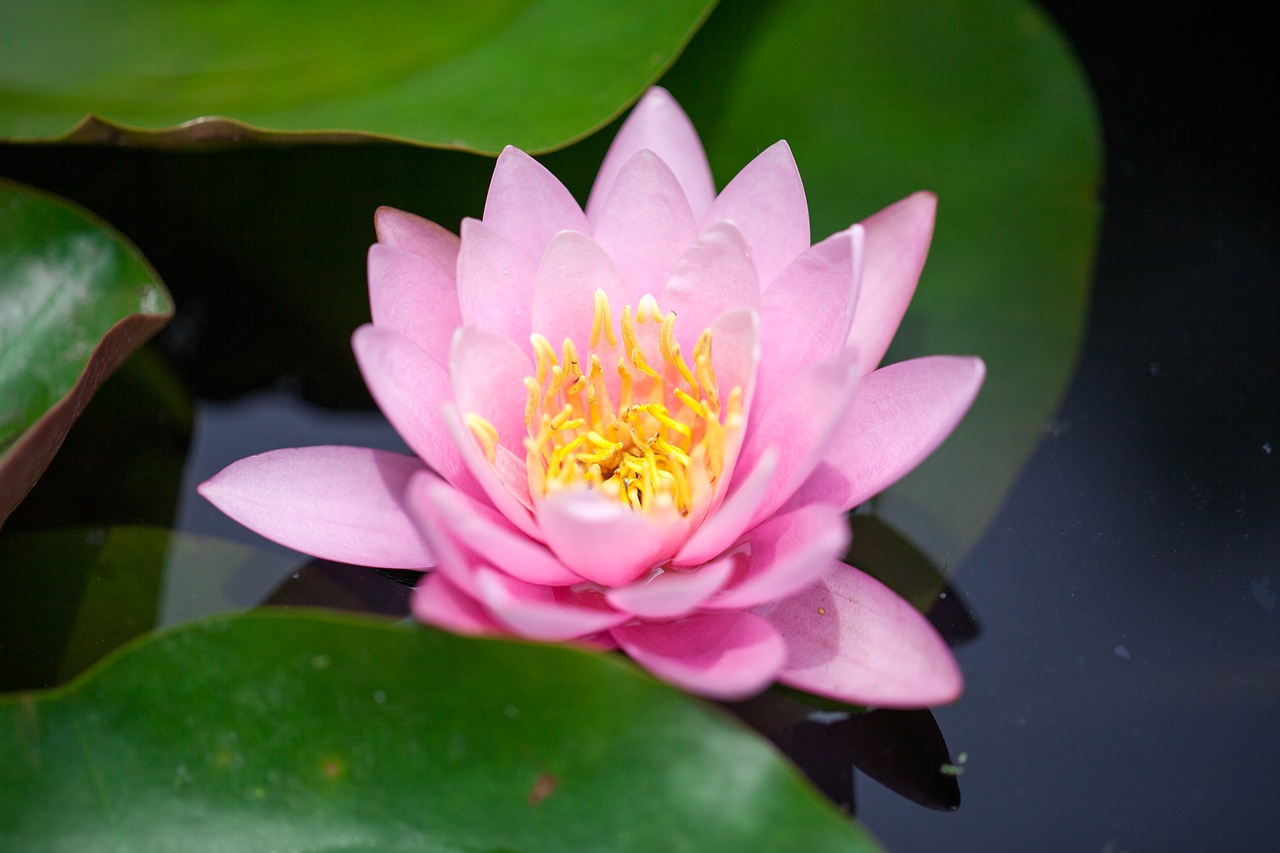 flower lotus pink free photo